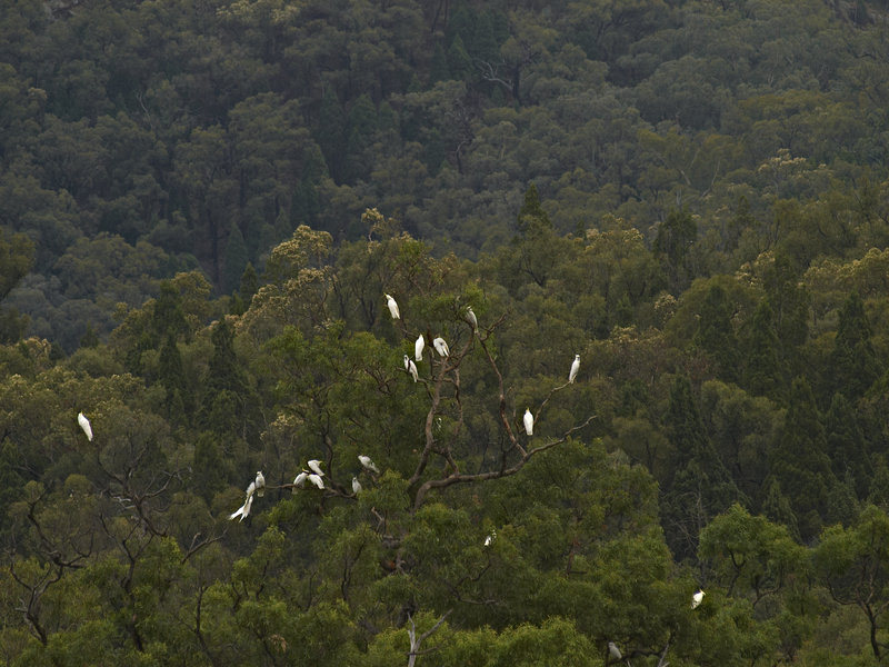Sulphur Crested Cockatoo, Warrumbungle